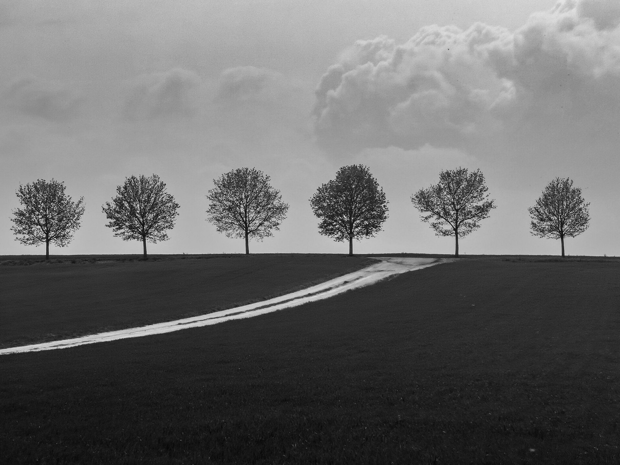 Tree Line