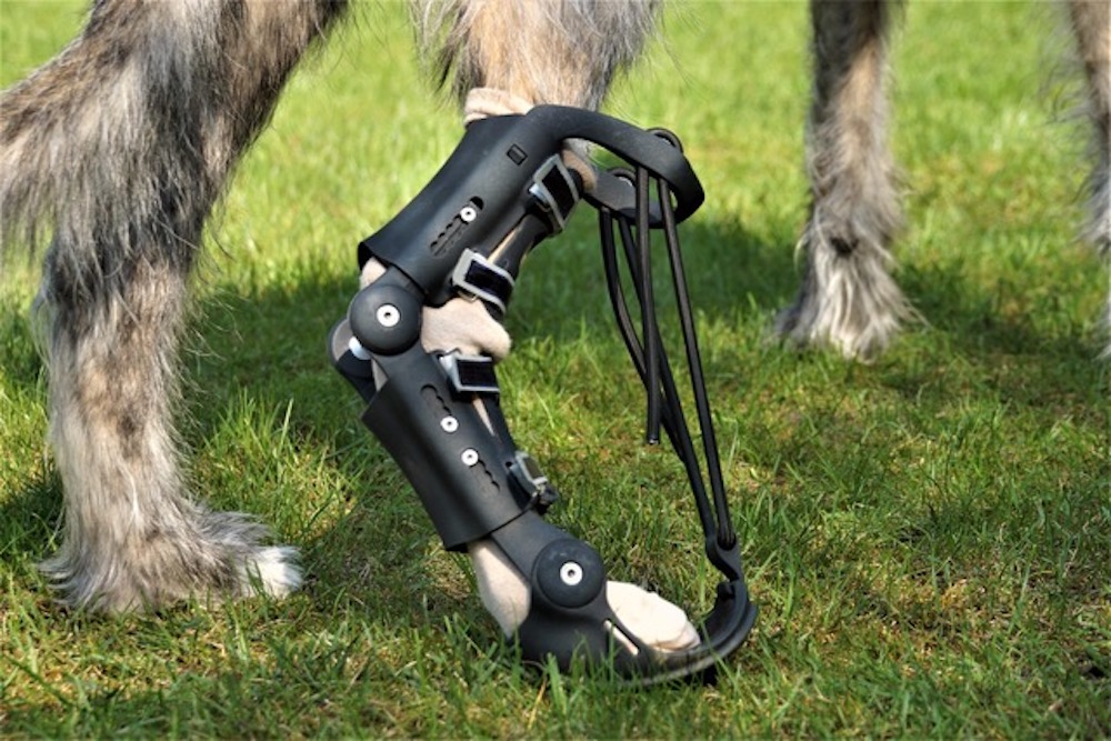 Od psa po koroptev: 3D tisk dává druhou šanci handicapovaným zvířatům