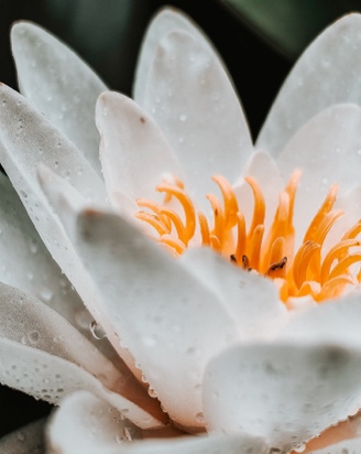 A close up of a white flower

Description automatically generated
