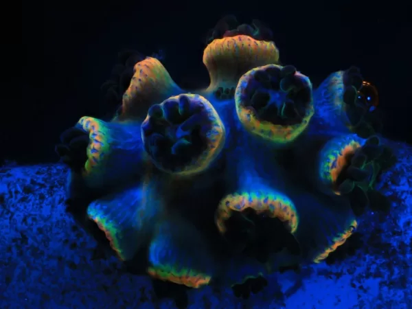 Canon, Coral Spawning Lab a Nature Seychelles spojují síly pro obnovu korálových útesů